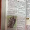 NTV Biblia de Estudio del Diario Vivir para Jóvenes (Rosa Pastel)